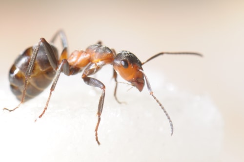sugar ant
