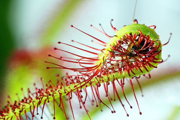 sundew