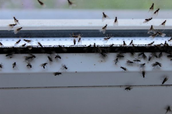 Swarm of flies on window and window sill