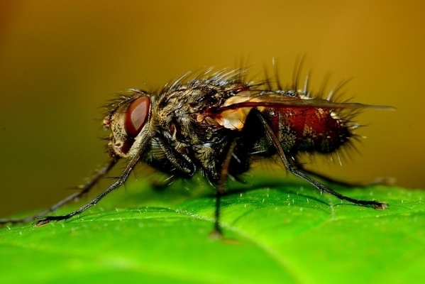 tachnid fly