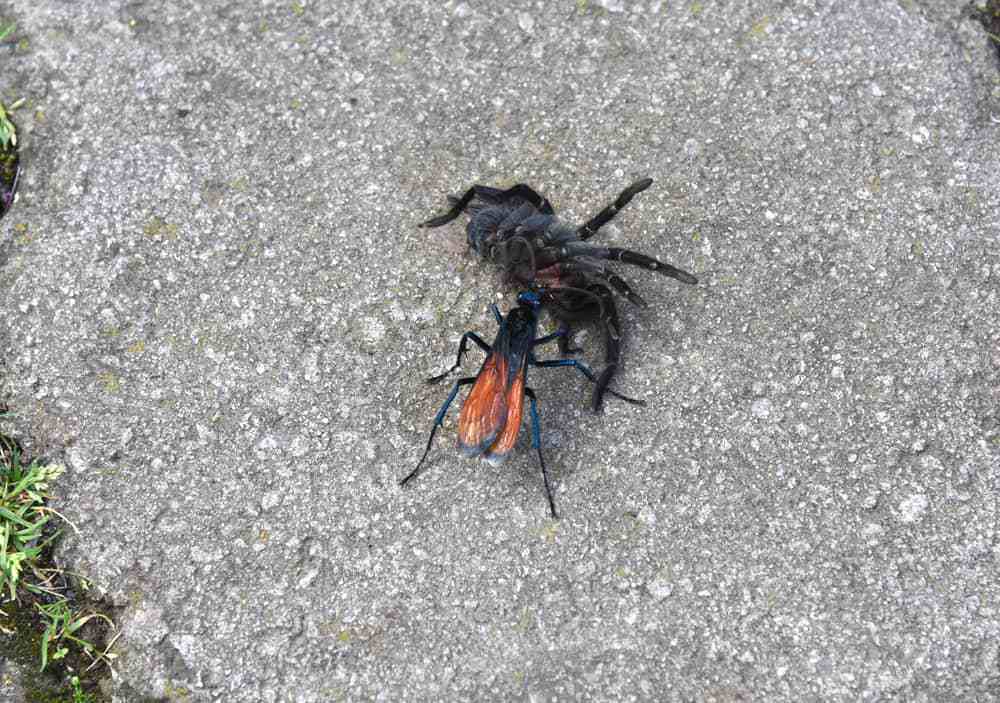 Learn About the Largest Insects in the United States