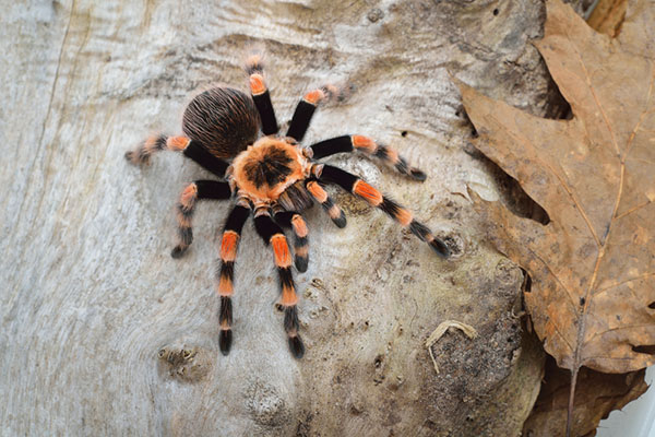 tarantula