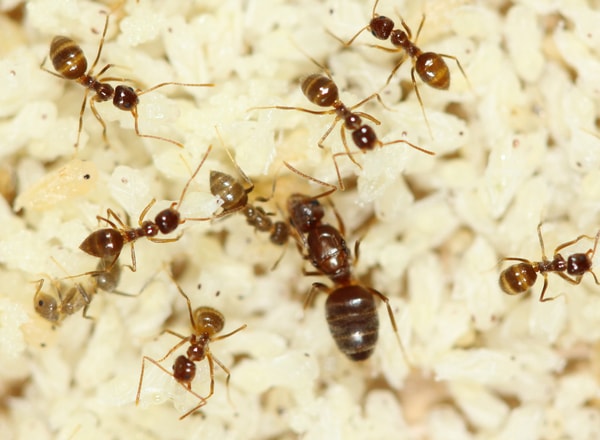 tawny-crazy-ants