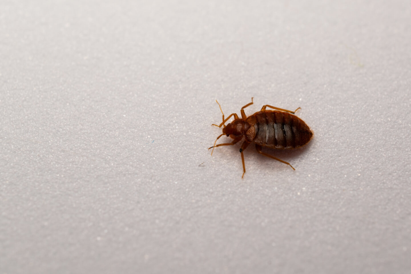 Bed bug on white surface