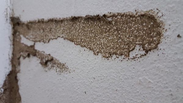 termite damage on drywall