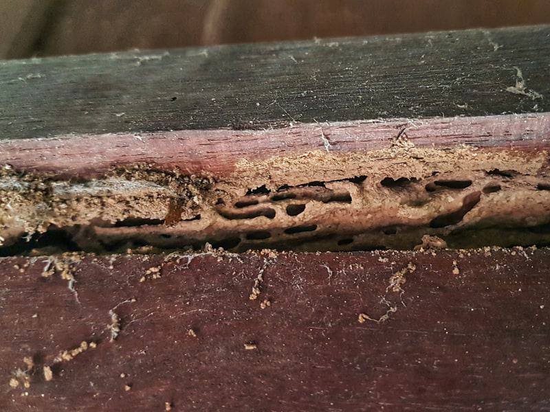 Hollowed wood termite damage