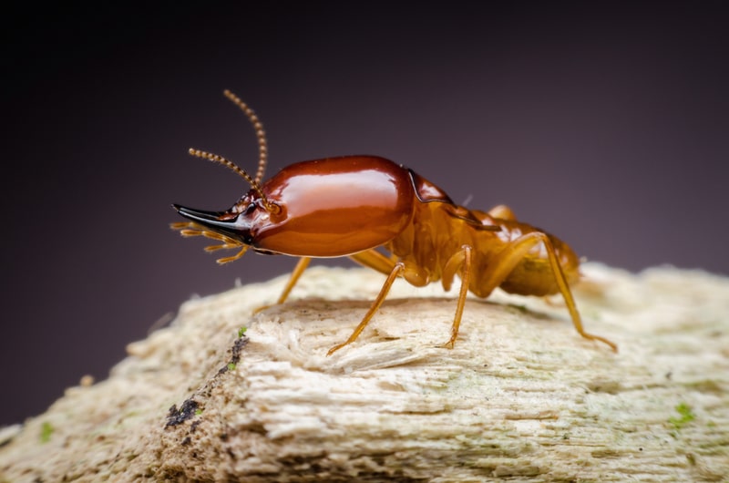 formosan termite photo