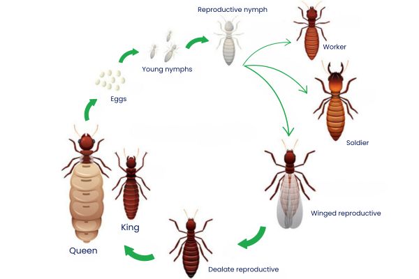 termite lifecycle