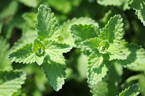 Are there Plants That Repel Termites