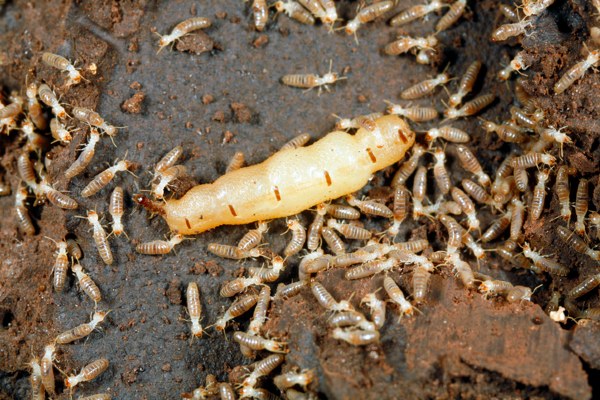 termite queen surrounded by workers