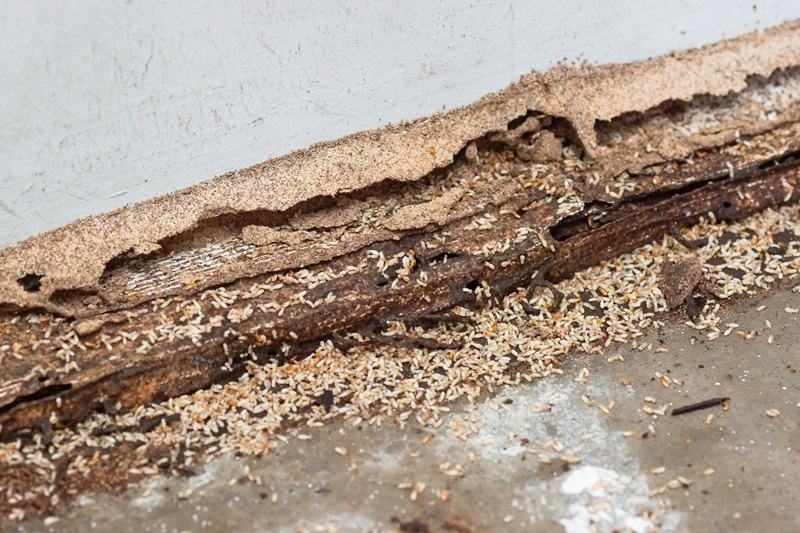 termite swarm mud tubes