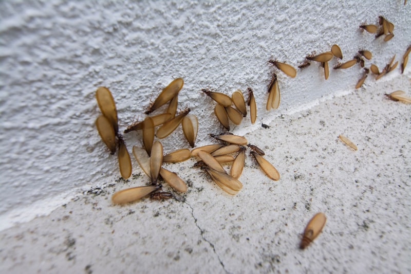 termite swarmers