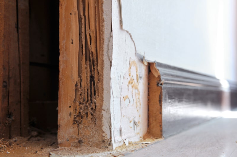 termite damage
