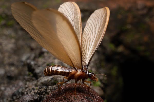 Termite with wings out
