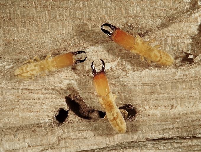 three drywood termites on wood