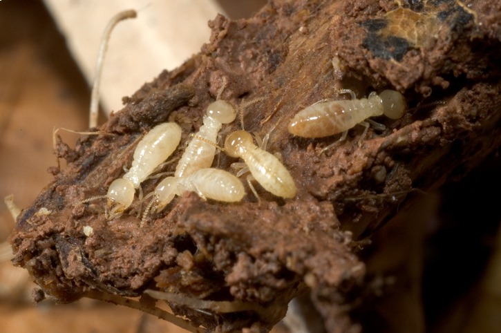a group of eastern termites 