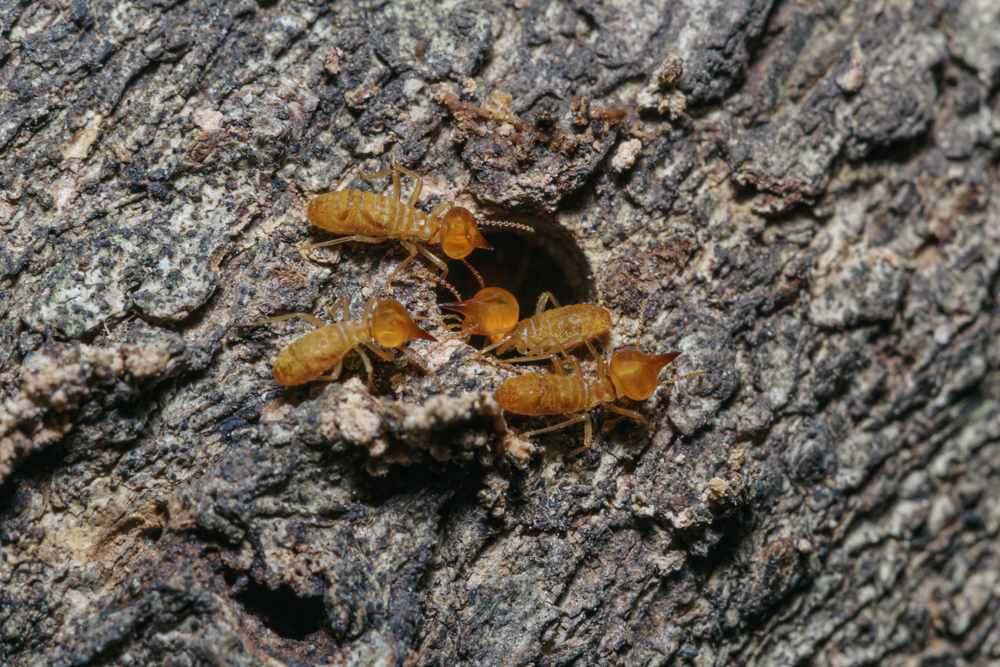 termites in a tree