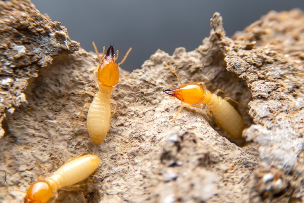termites in tunnels