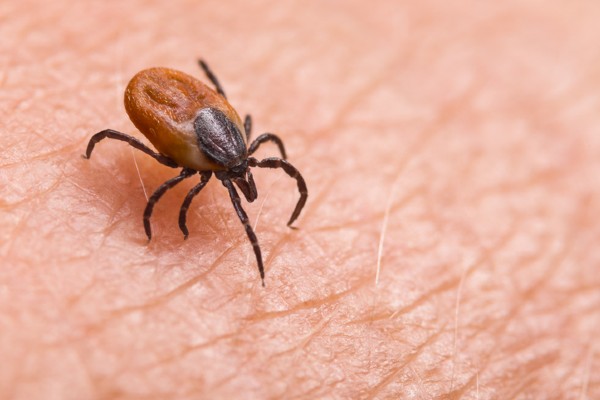 tick crawling on human skin