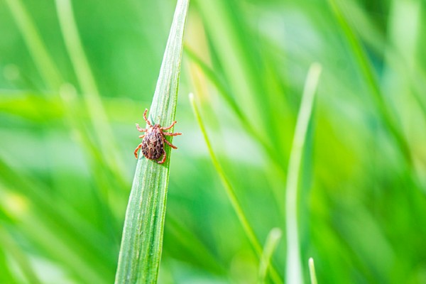 tick crawling up grass blade