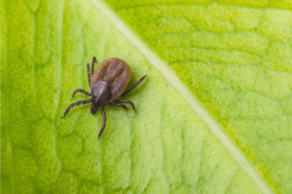 tick on leaf