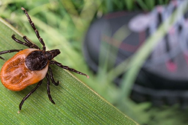 tick on plant near shoe