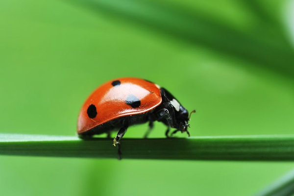 lady beetle
