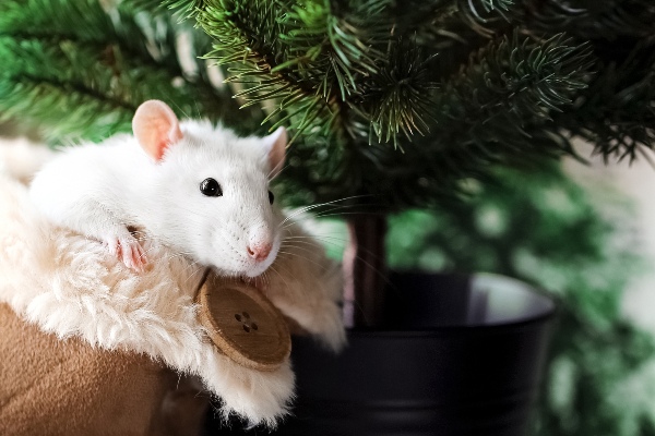 tmx rat in christmas tree