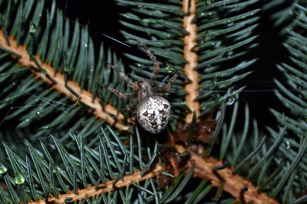 spider in christmas tree