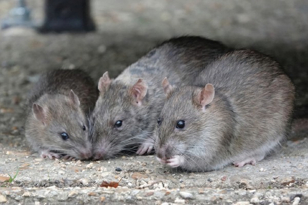 trio of rats 