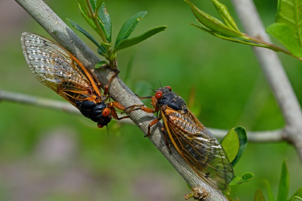 two cicadas together
