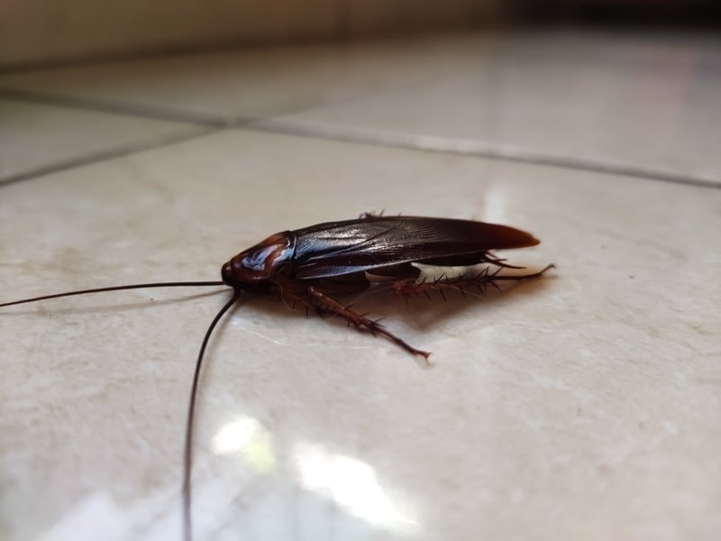 how to get rid of cockroaches in kitchen