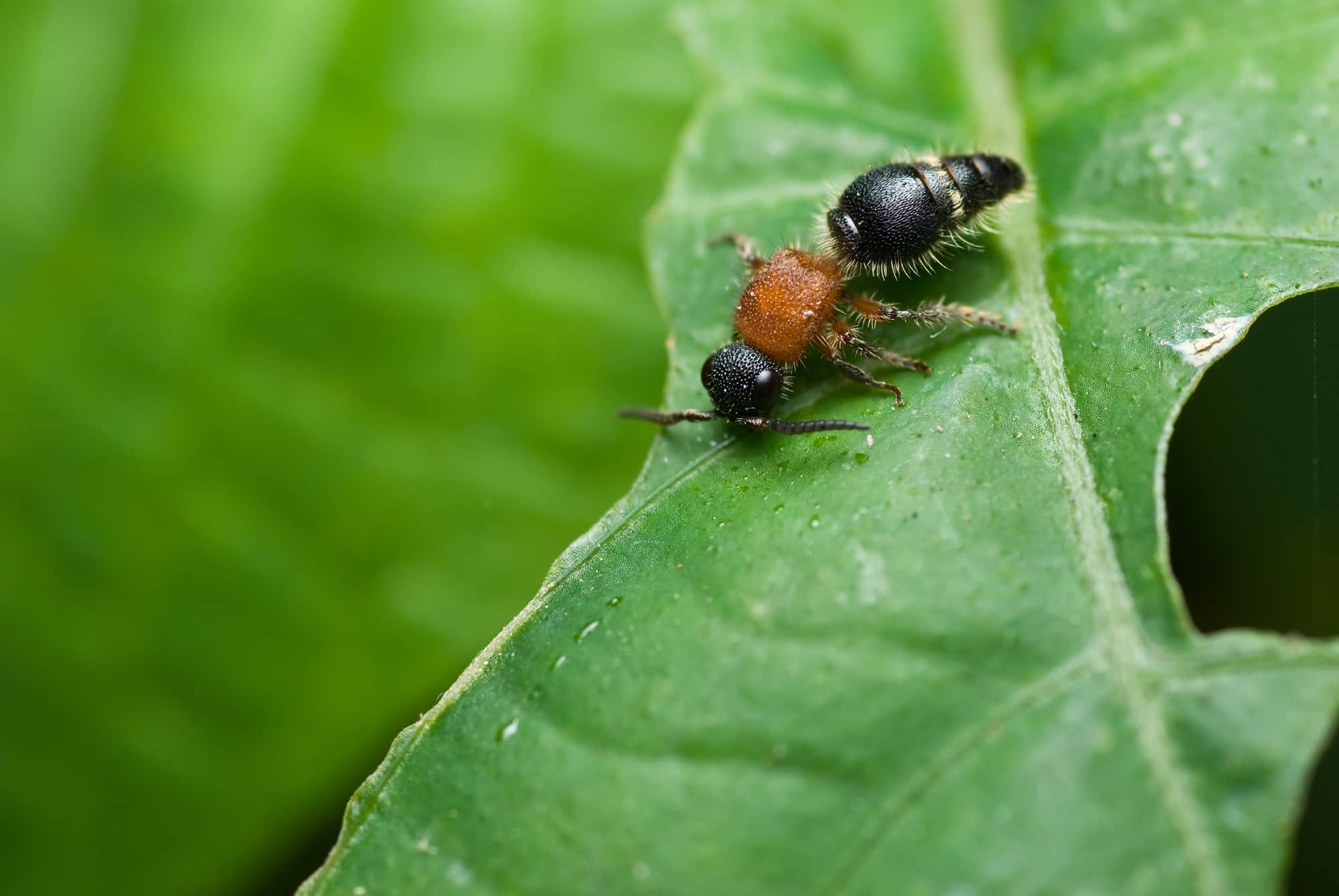 velvet-ant-feature