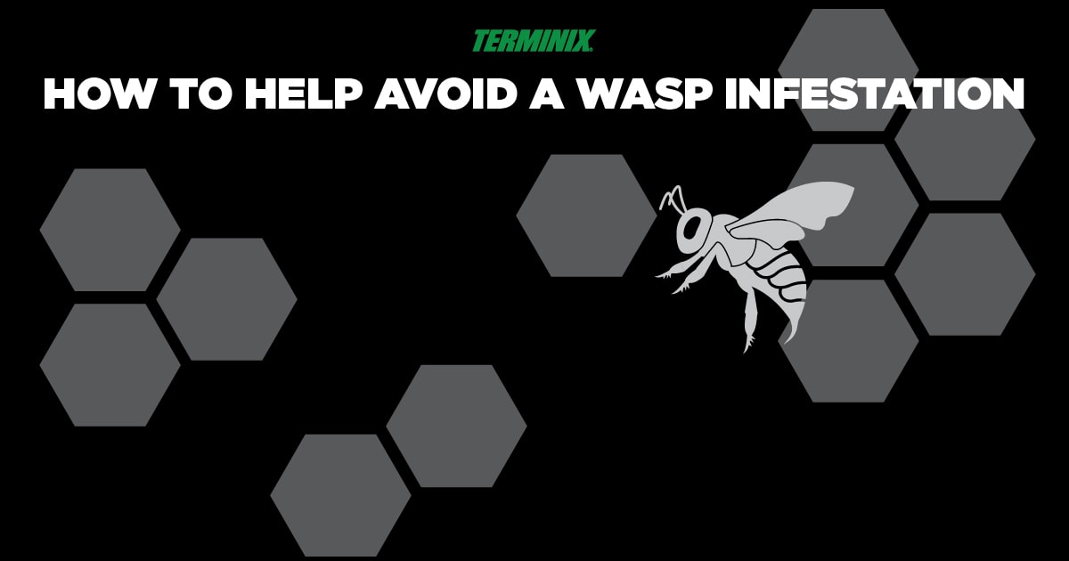 wasp-infestation