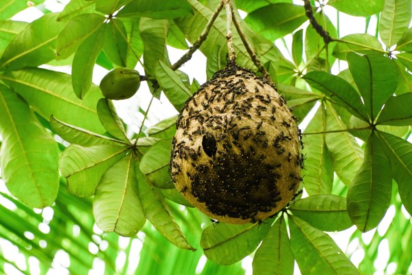 wasp nest in tree