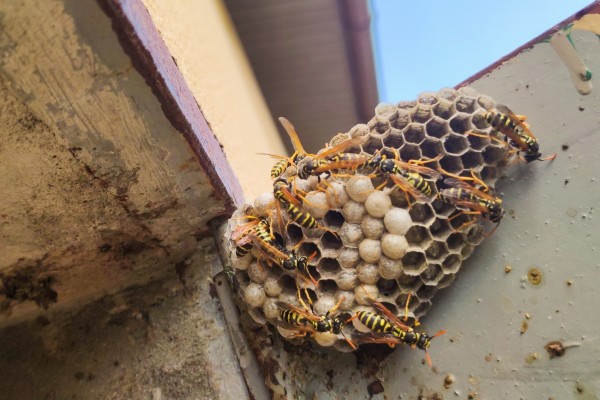 Wasp nest