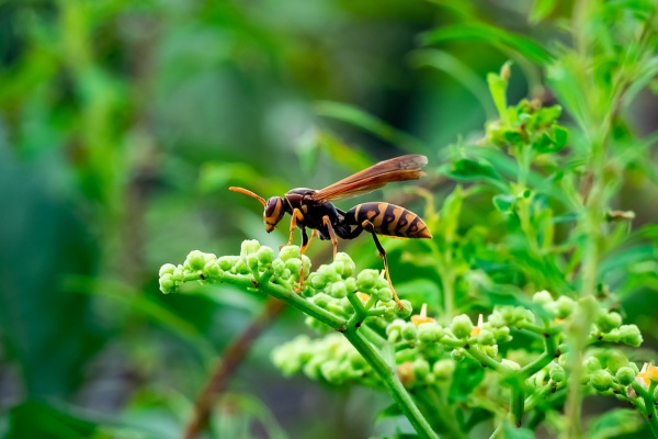 wasp on plant