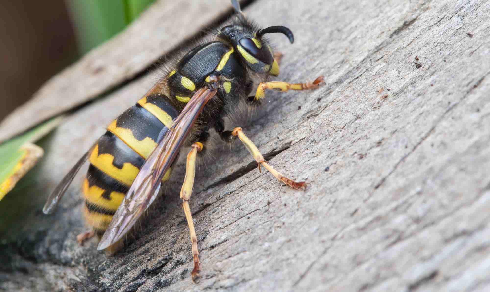 wasp