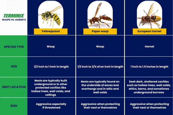 Wasp vs hornet chart