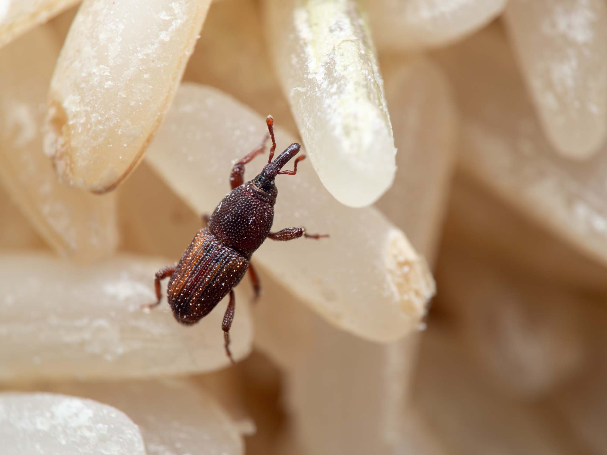rice weevil on rice
