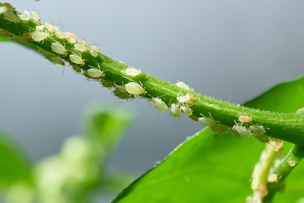 small white bugs