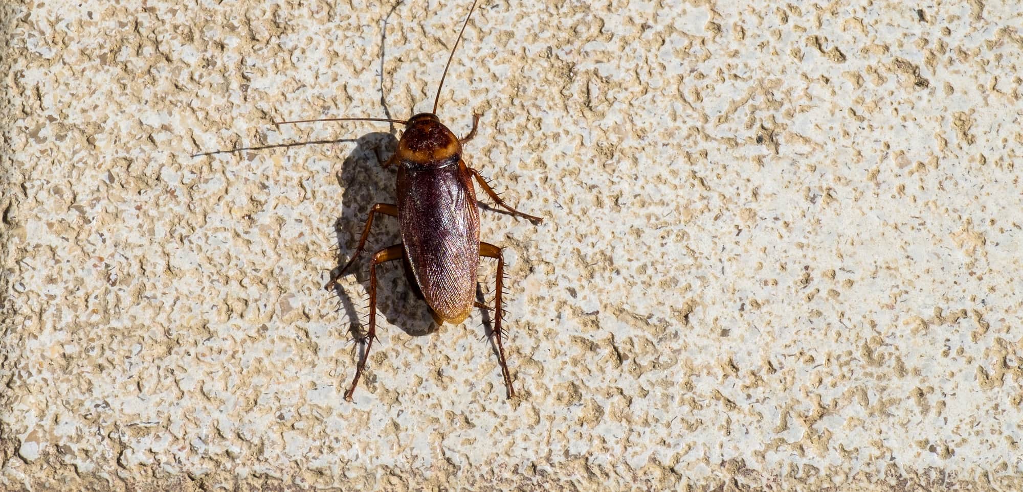 what-attracts-palmetto-bugs-feature
