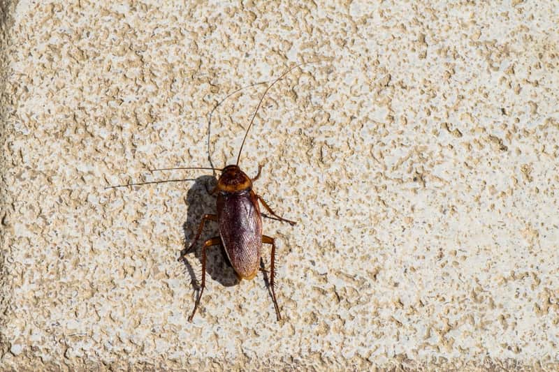 what attracts a palmetto bug