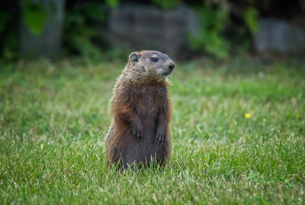 groundhog standing in a field