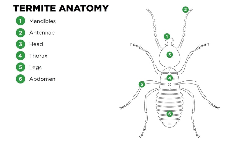 illustration of termite anatomy