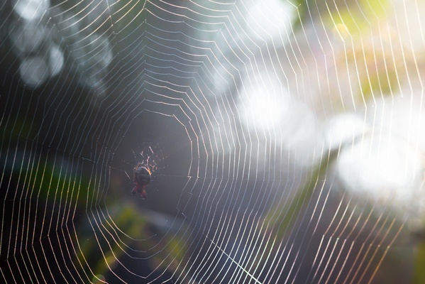 spider silk