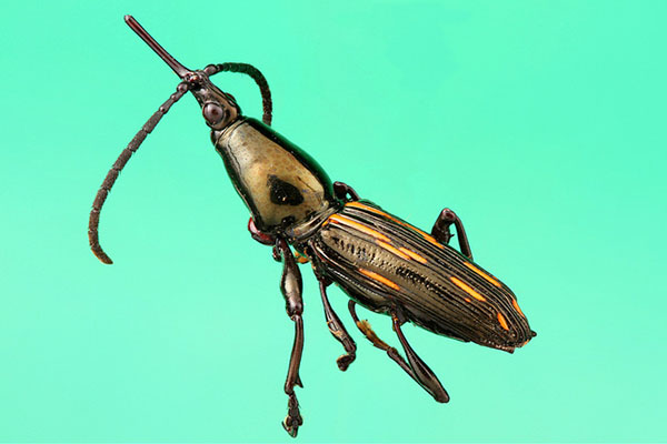 straight-snouted weevil