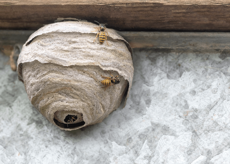 stinging-insects-wasp-nest