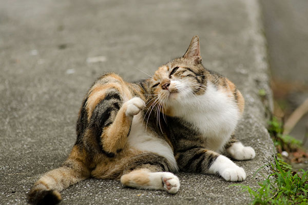 cat-fleas