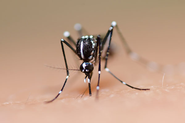 zika-virus